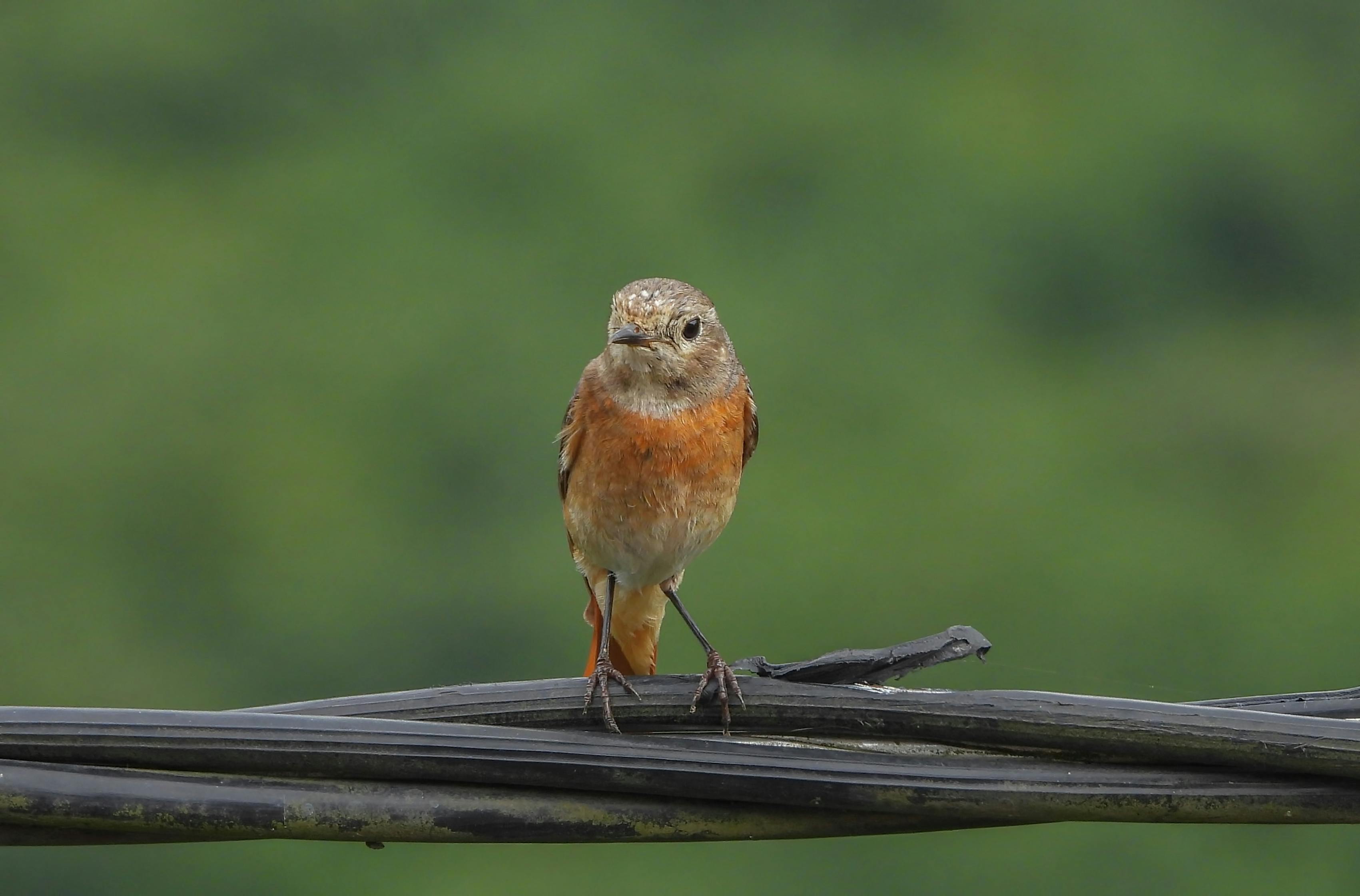 Ronda Robin Photos, Download The BEST Free Ronda Robin Stock Photos ...