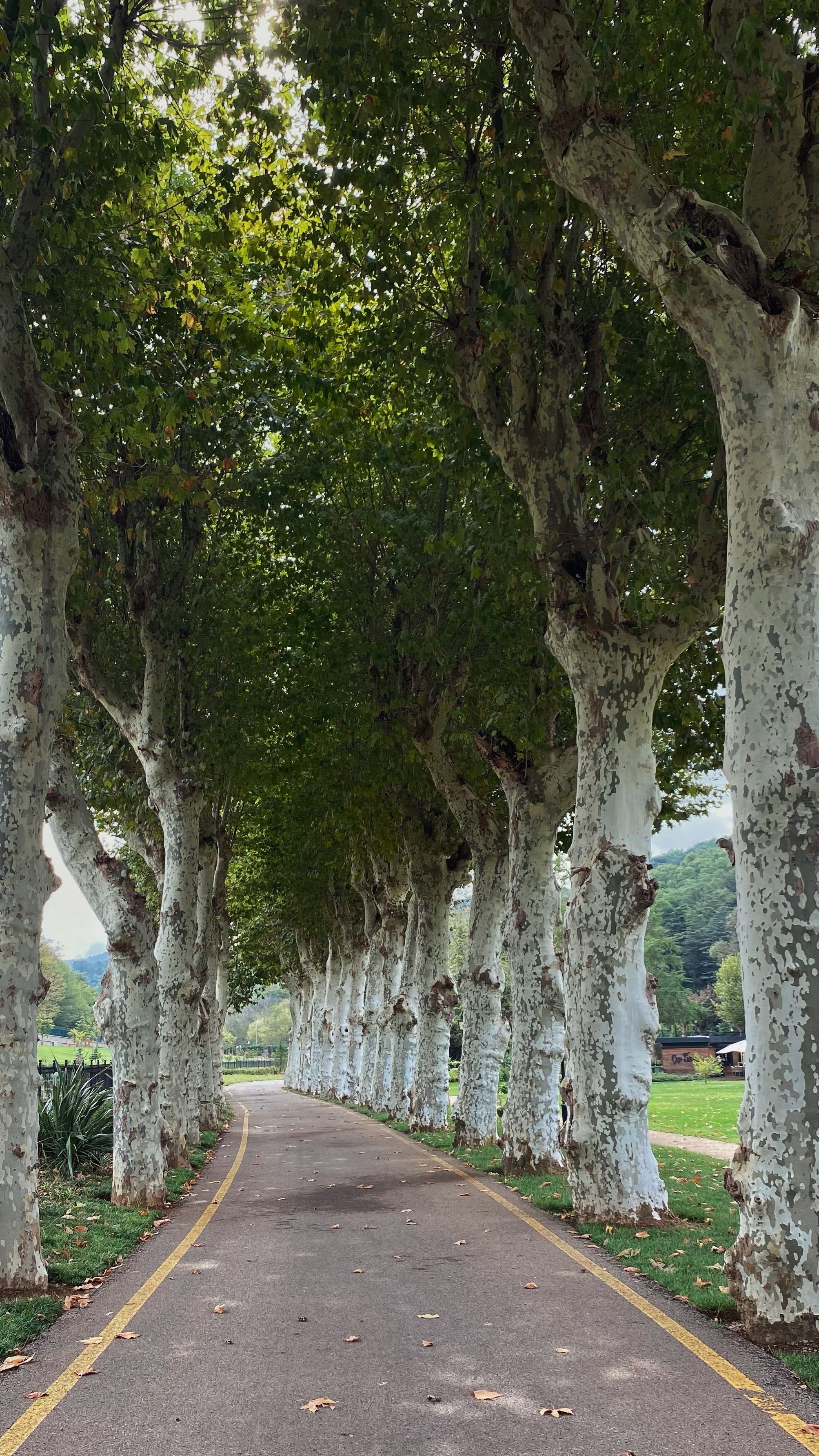 Path Among Trees in a Park · Free Stock Photo