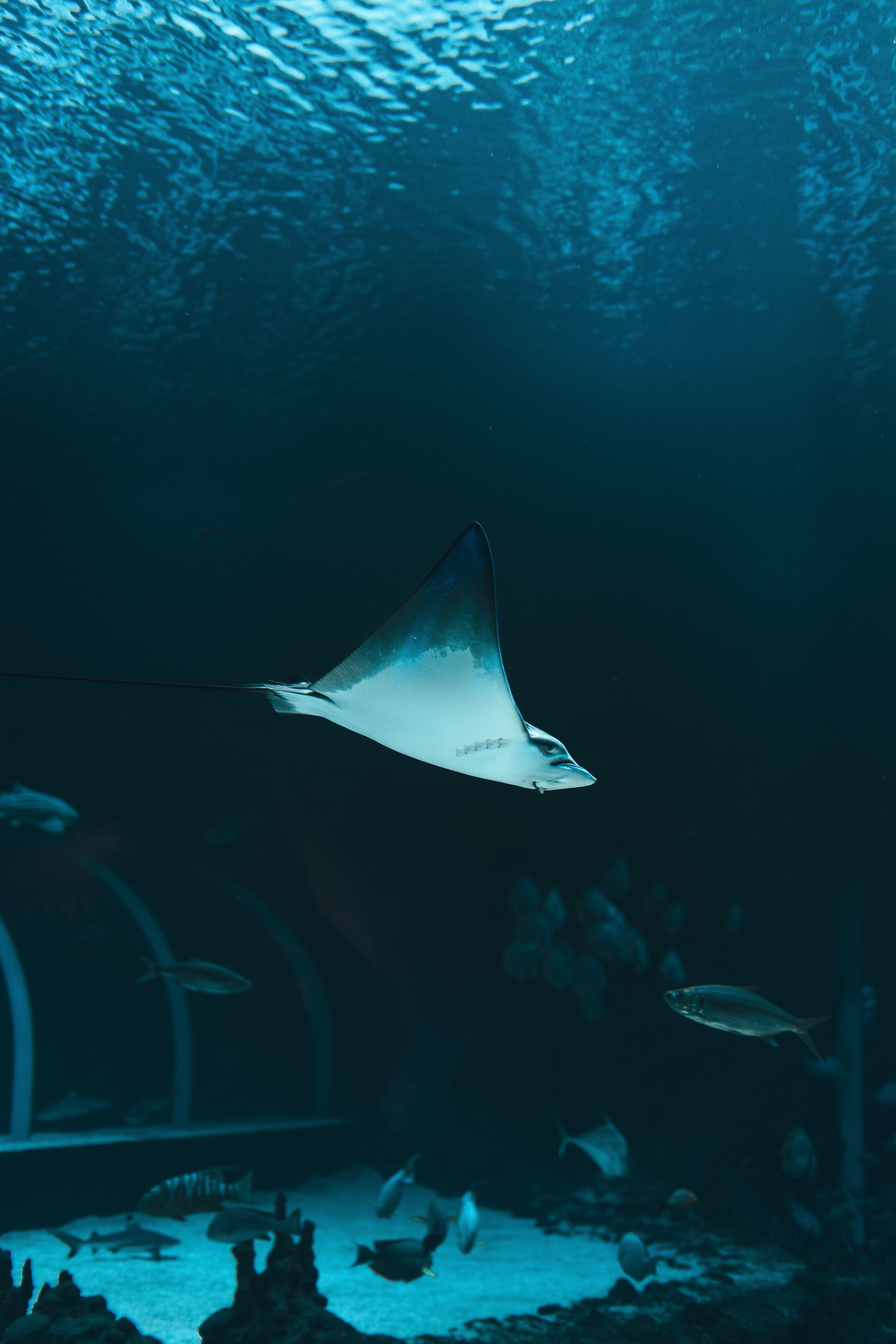 A graceful stingray swims in a serene aquarium setting, surrounded by fish and coral.