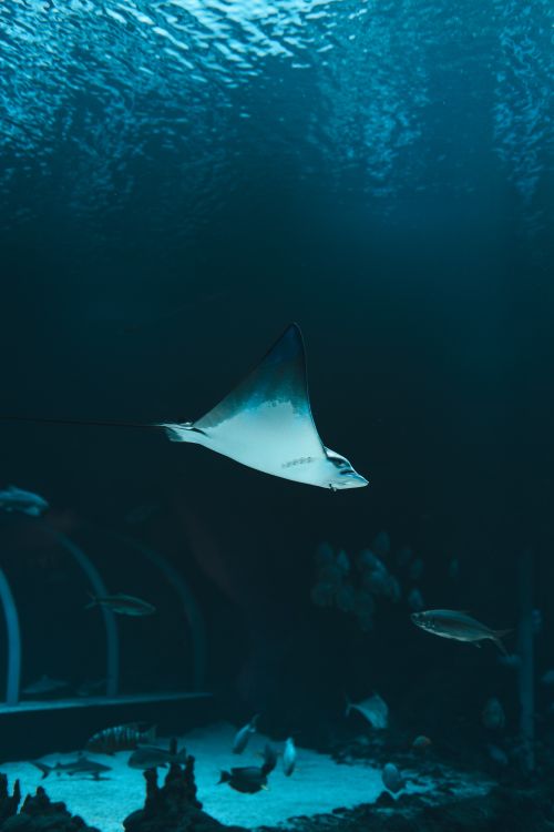Mantarraya Computer Wallpaper Mantarraya · Foto de stock gratuita