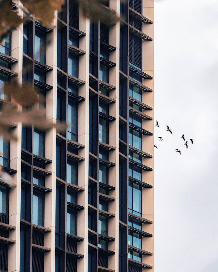 Flock Of Birds Flying Besides Tall Building