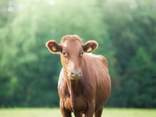 茶色の牛の焦点写真