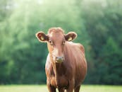 一头棕色的牛站在明亮的绿色田野里，展现着宁静的乡村景色