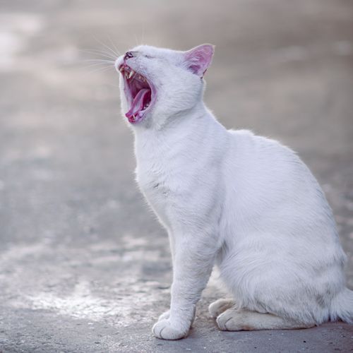 Free A white cat yawning while sitting outdoors on a pavement, capturing a cute and candid moment. Stock Photo