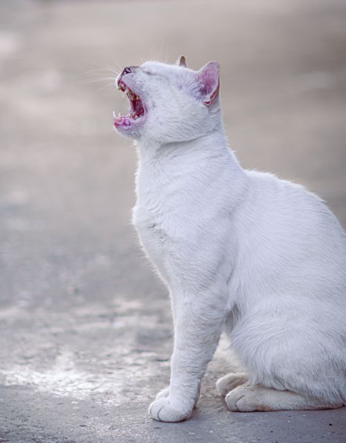 Free Adorable white cat yawning while sitting on pavement, showcasing its elegant fur and cute demeanor. Stock Photo