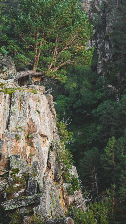 Free A solitary tree clings to a rocky cliff, surrounded by dense forest, creating a striking natural scene. Stock Photo