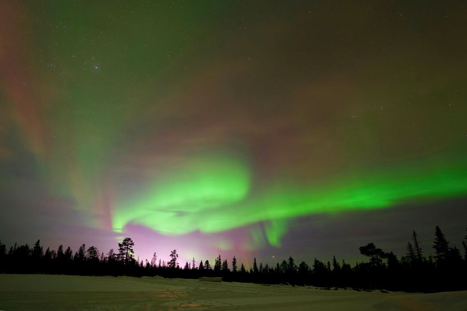 Aurores boréales vertes au-dessus d'une forêt de sapins en Laponie