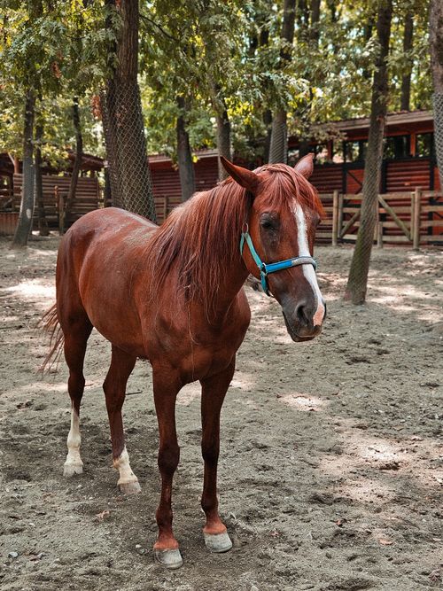 Free A brown horse with a blue halter stands in a shaded rural farm setting, surrounded by trees. Stock Photo