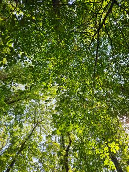Explore the vibrant greenery of a forest canopy, captured from a low angle with sunlight filtering through the leaves.