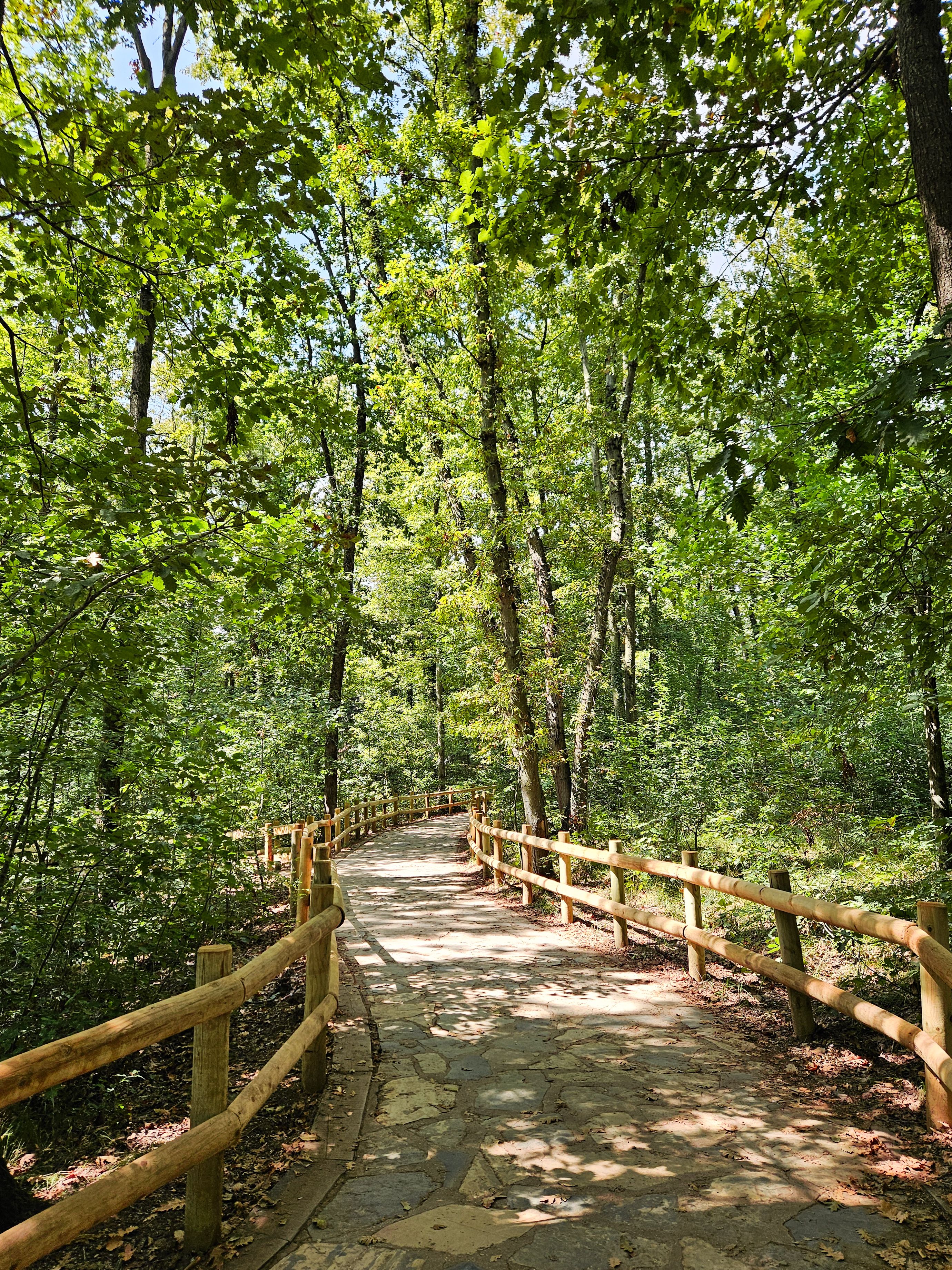 Footpath in Forest · Free Stock Photo