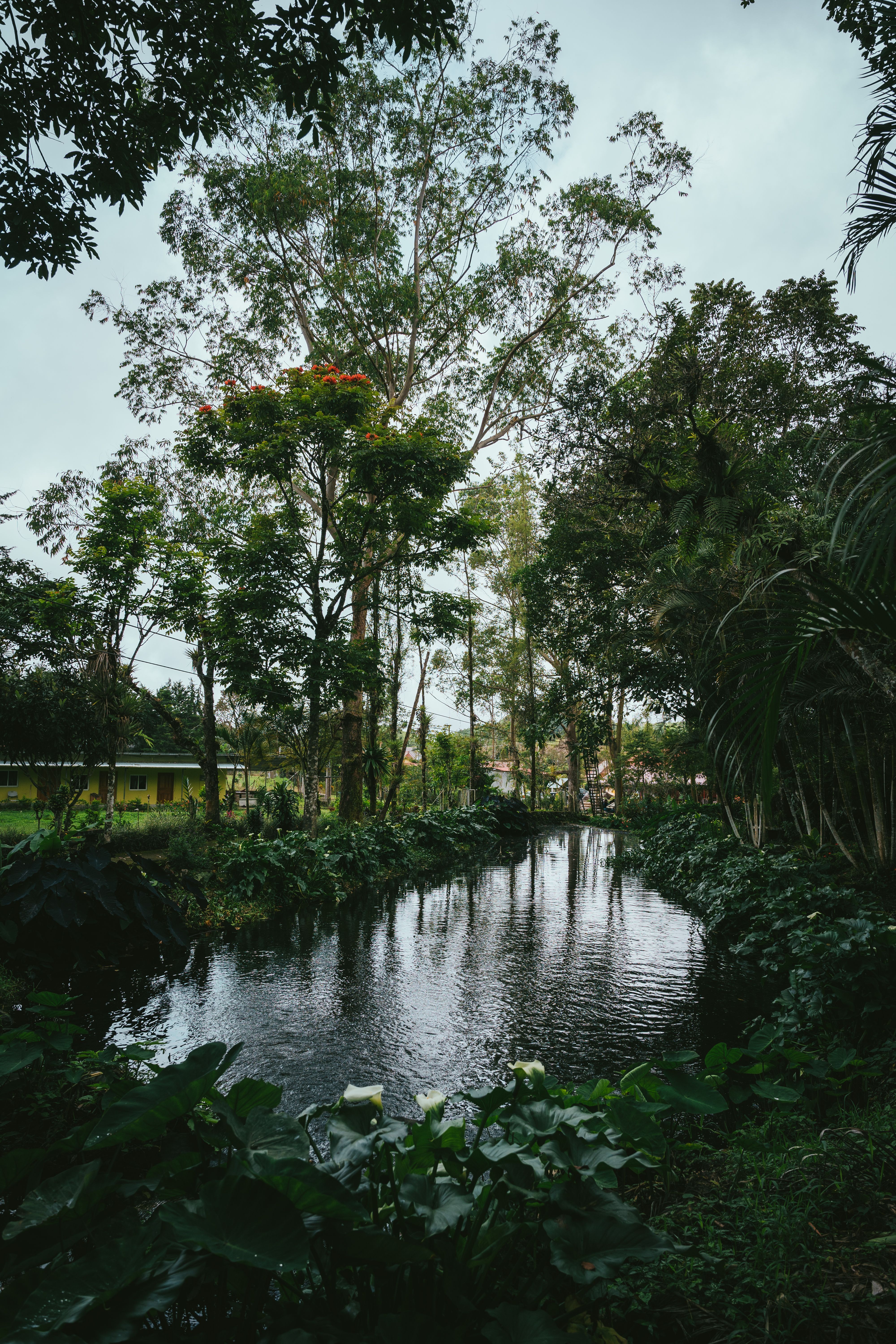 Serene Forest Pond Landscape with Lush Vegetation · Free Stock Photo