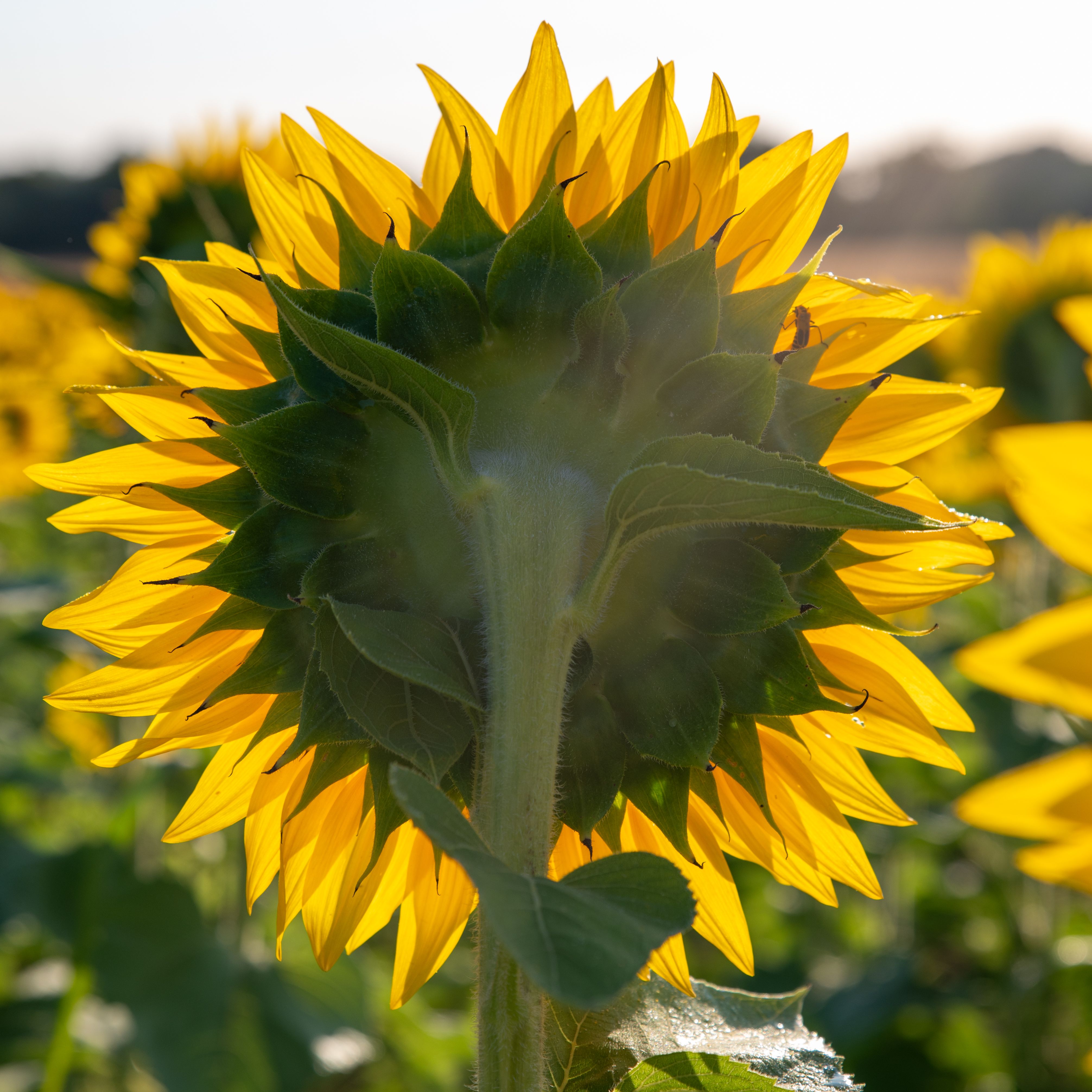 Back View of Sunflower
