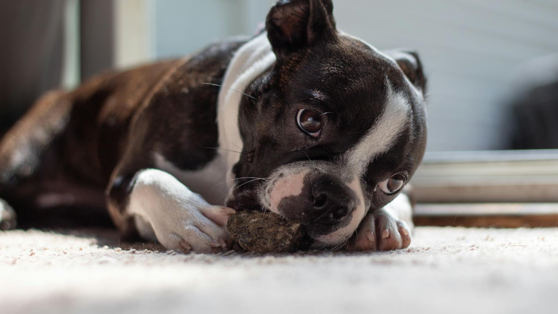 Boston terrier puppy