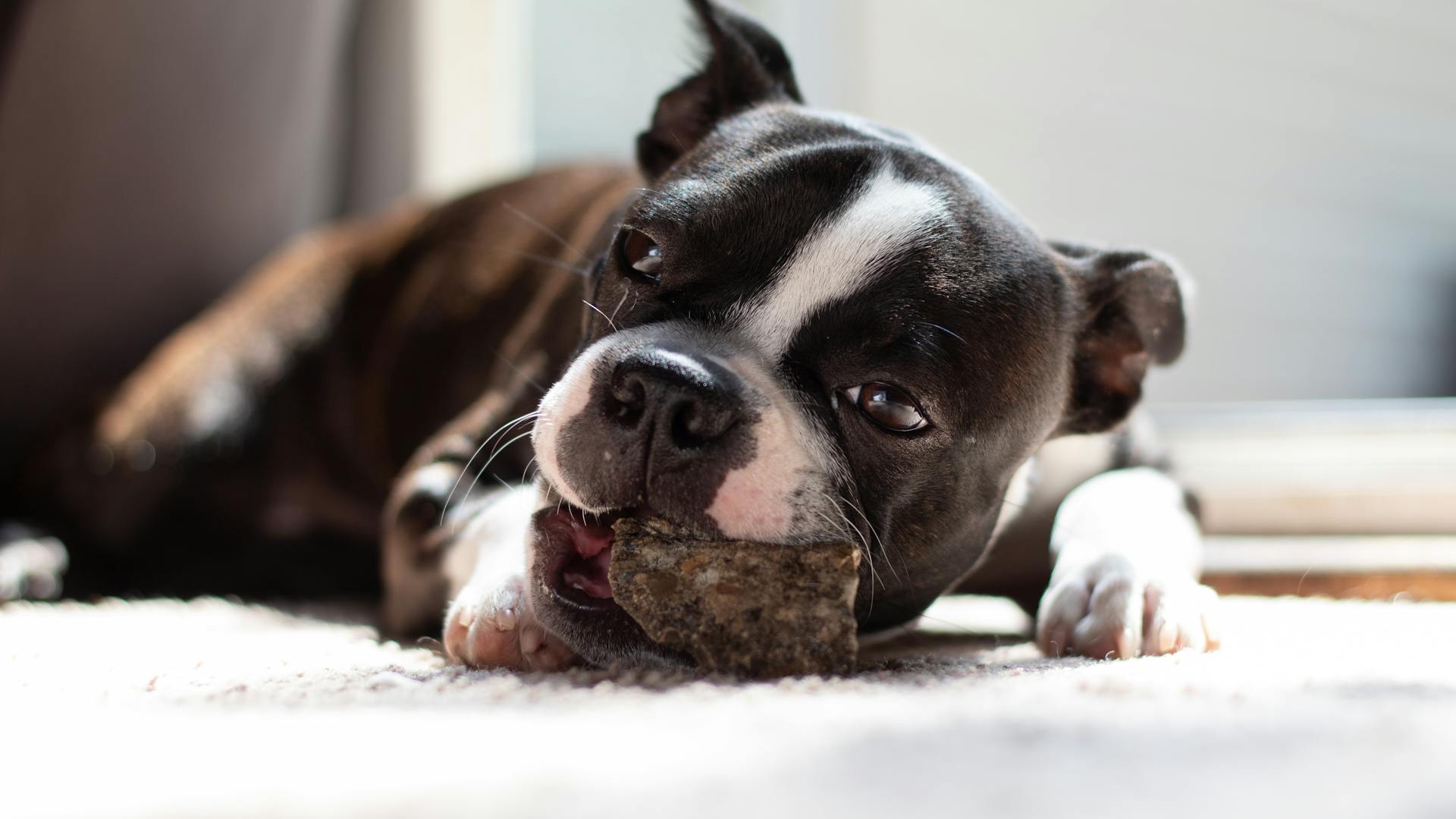 Boston terrier puppy