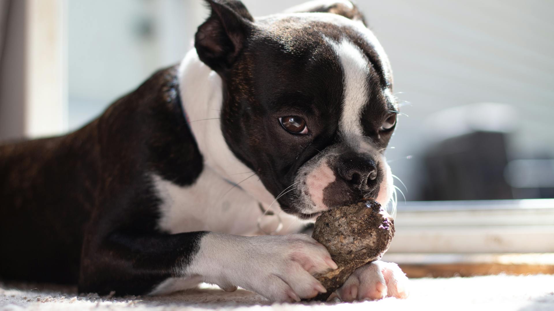 Boston terrier puppy