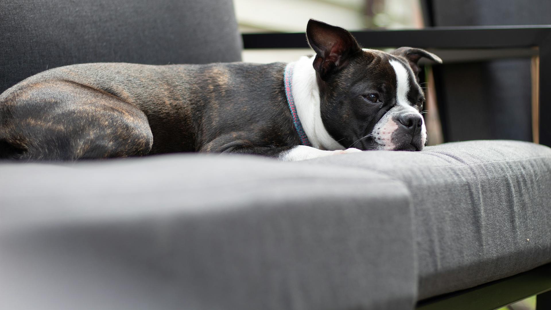 Boston terrier puppy