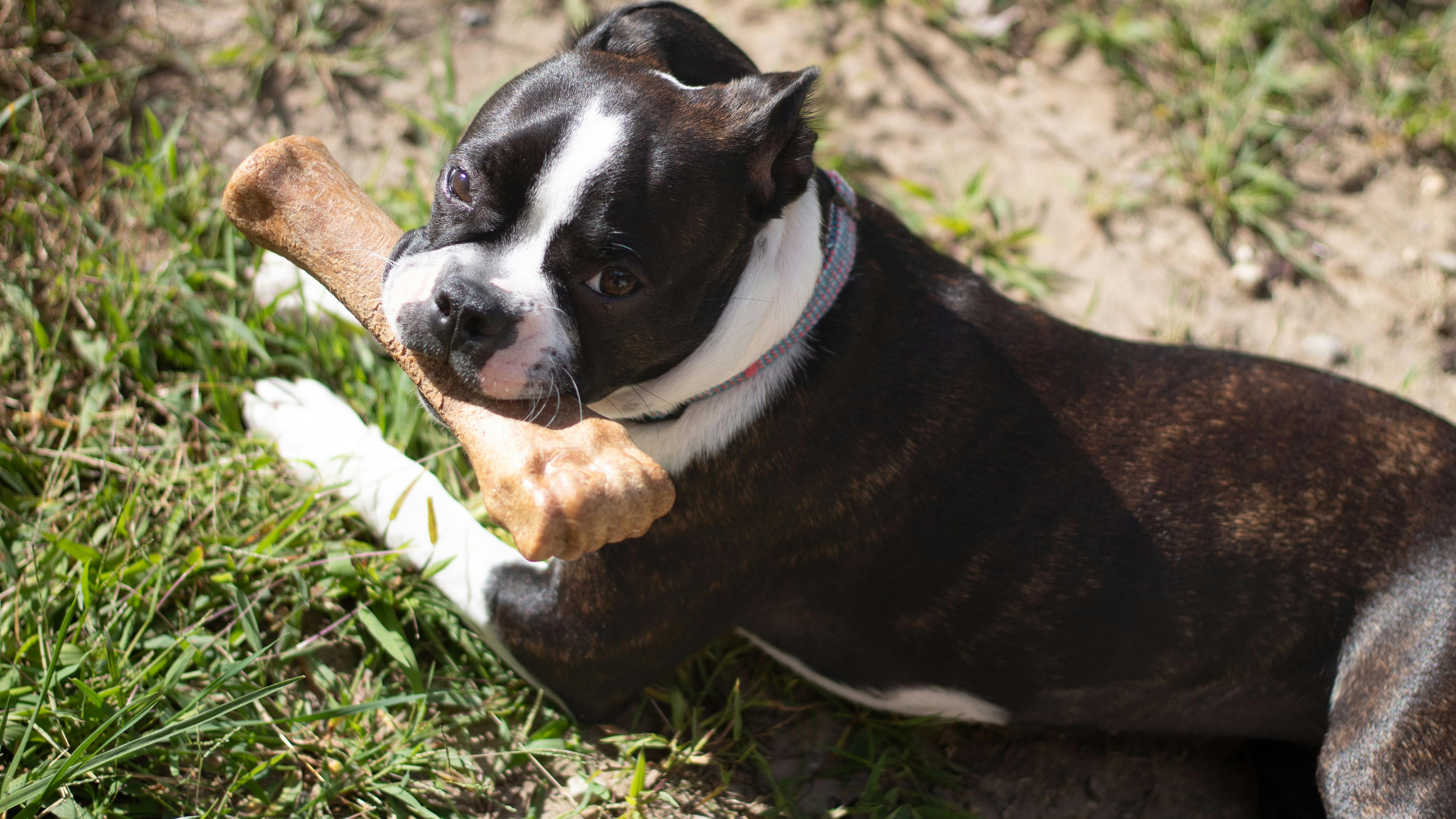 personalised dog bone - A cute brown bulldog chewing a bone while lying on the grass under sunlight.