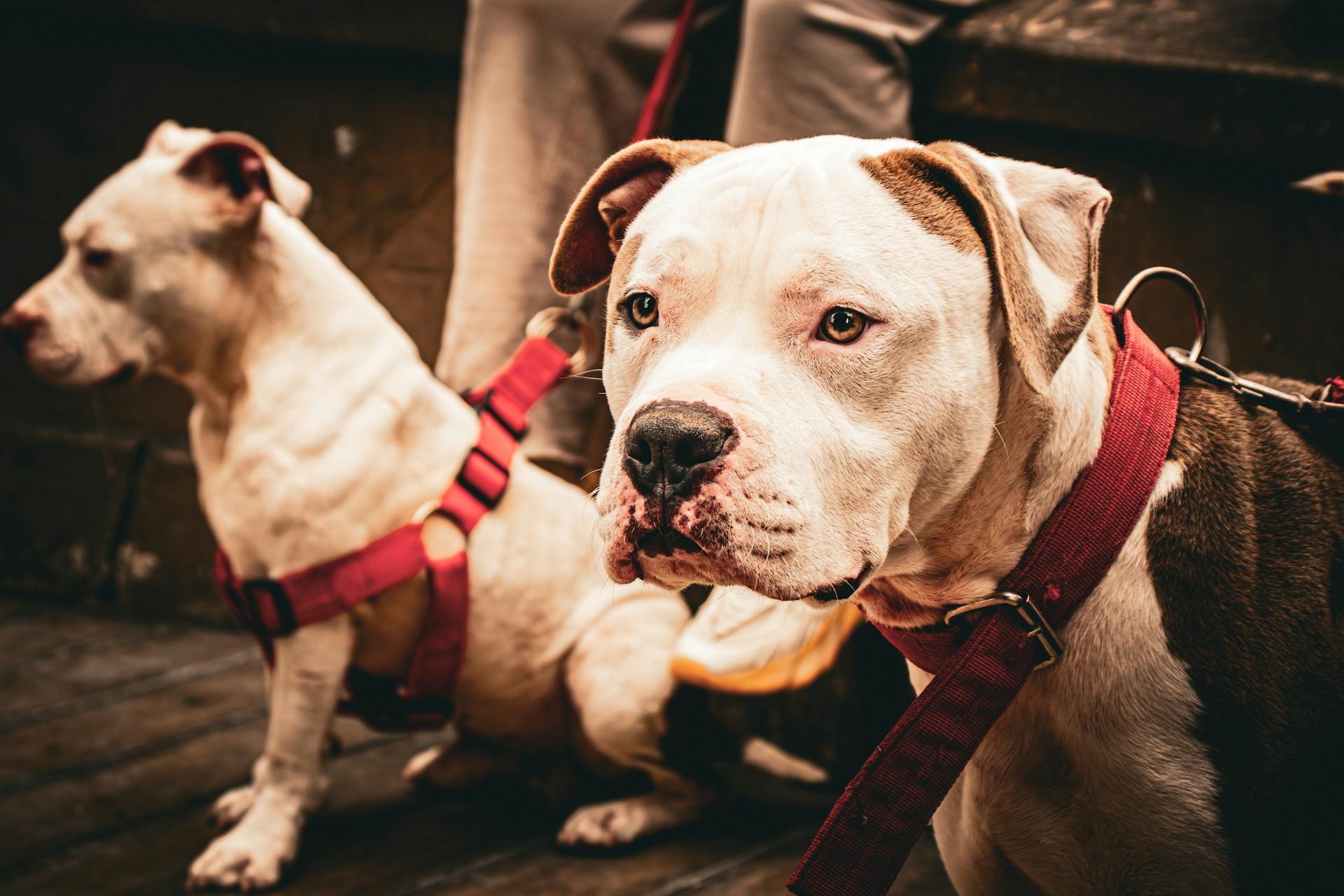 Two American Bulldogs Leashed Outdoors in Barranco