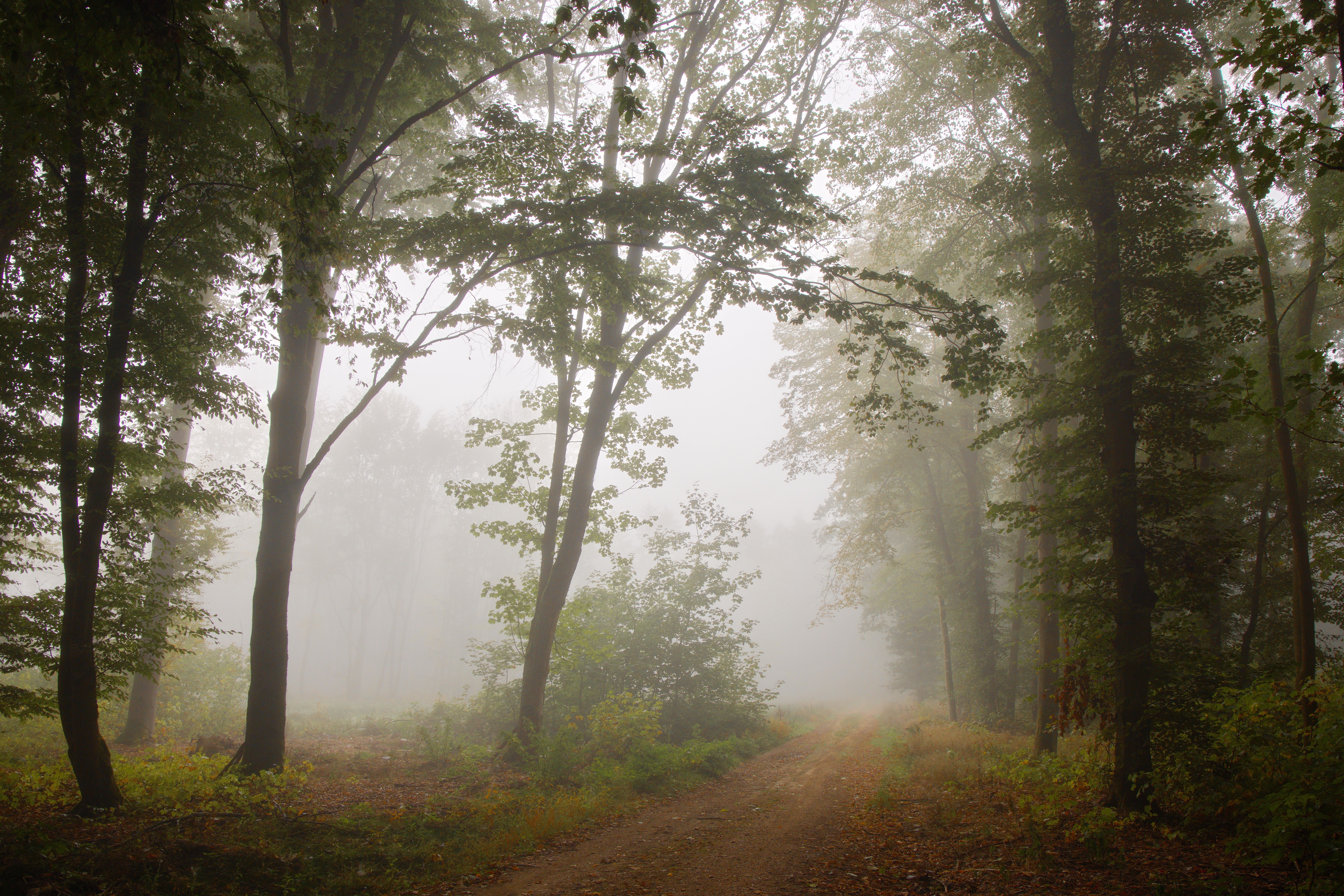 Misty Autumn Forest Path with Foggy Atmosphere · Free Stock Photo