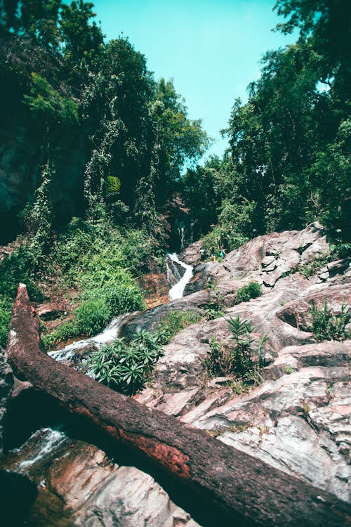 Foto Escénica Del Bosque Durante El Día