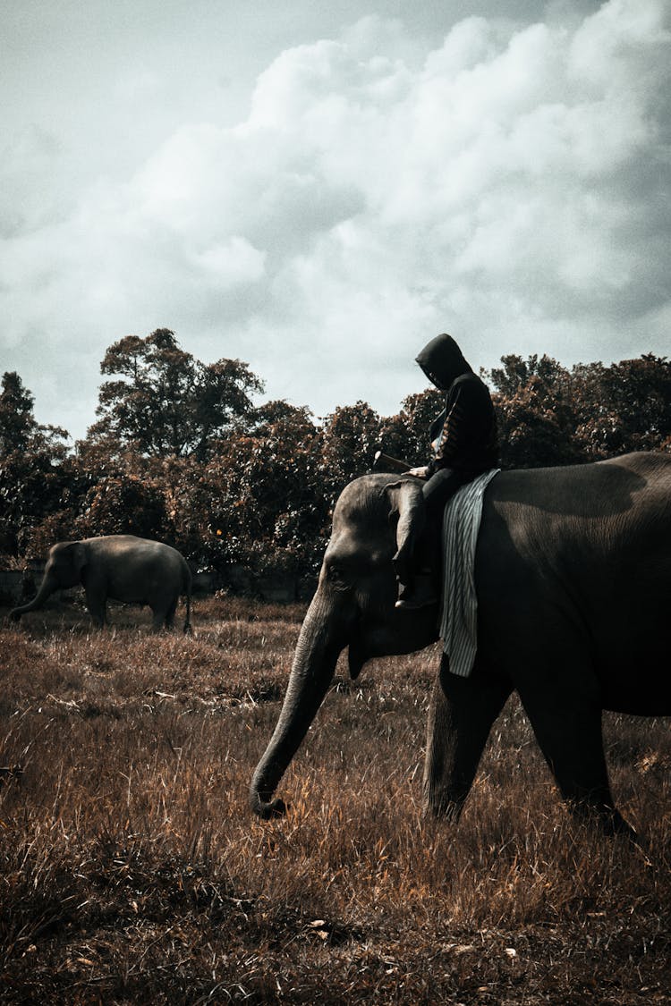 Photo Of Person Riding An Elephant