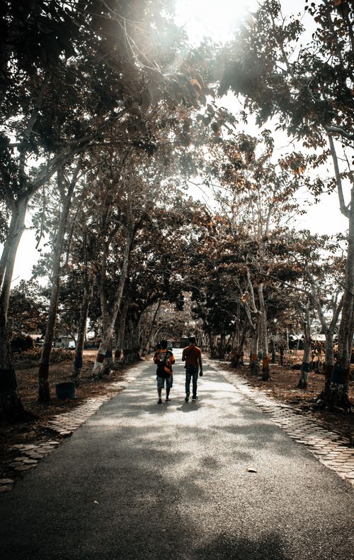 Free A couple walking under tall trees on a sunlit pathway, capturing a peaceful moment in nature. Stock Photo