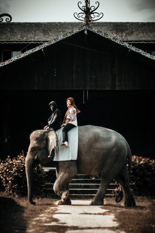 Zdjęcie Dwóch Kobiet Jazdy Słonia