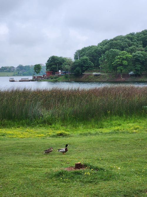 Free Peaceful lakeside scenery with ducks, lush grass, and surrounding forest, creating a serene nature setting. Stock Photo