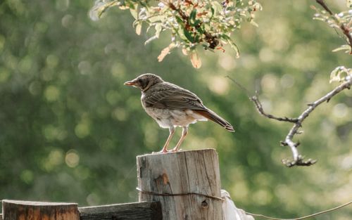 Free A bird perched on a wooden fence post among lush green foliage. Ideal for nature themes. Stock Photo