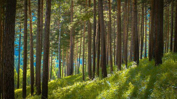 Tranquil sunlit pine forest in Ust-Kut, Irkutsk, Russia, during summer.