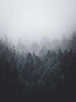 Serene misty pine forest in Ust-Kut, Russia, captured at dawn.