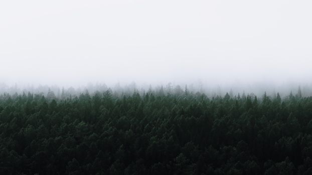 A serene view of a mist-covered forest in Irkutsk, evoking tranquility.