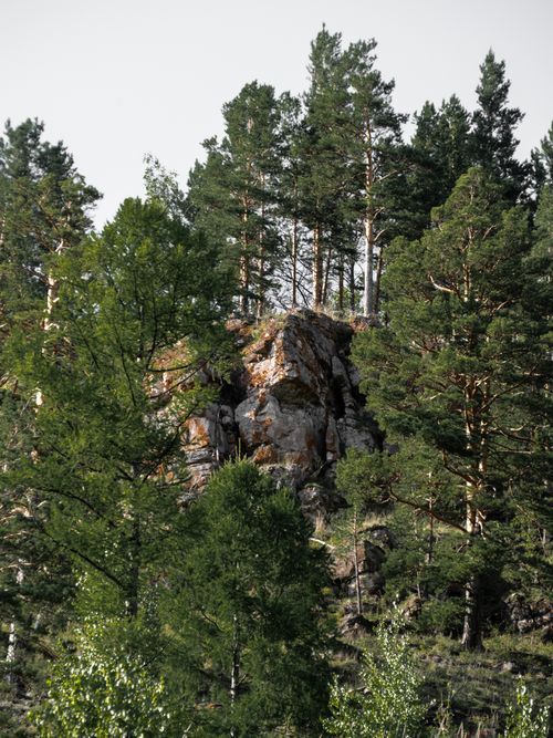 Free Picturesque pine forest with rocky formations in Ust-Kut, Russia. Stock Photo