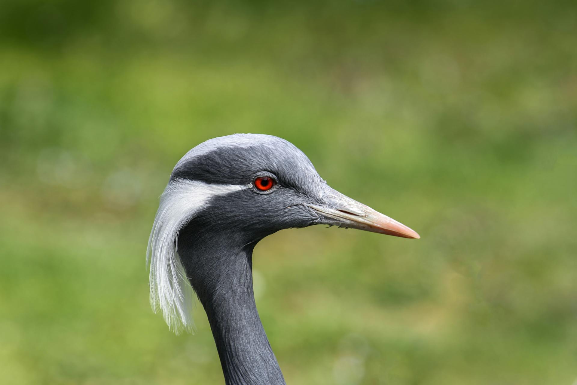 Portrait of Heron