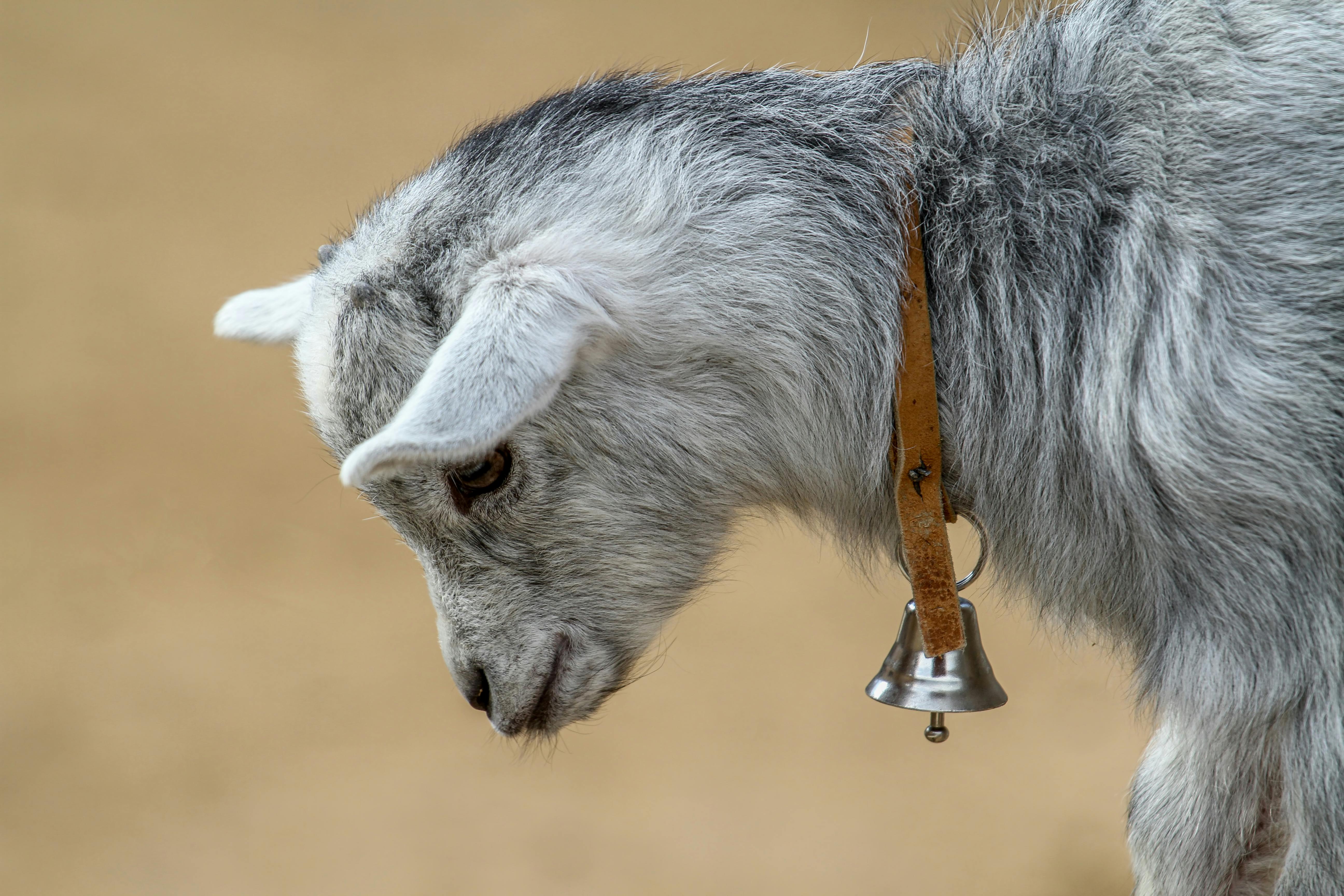 a goat with a bell on its neck