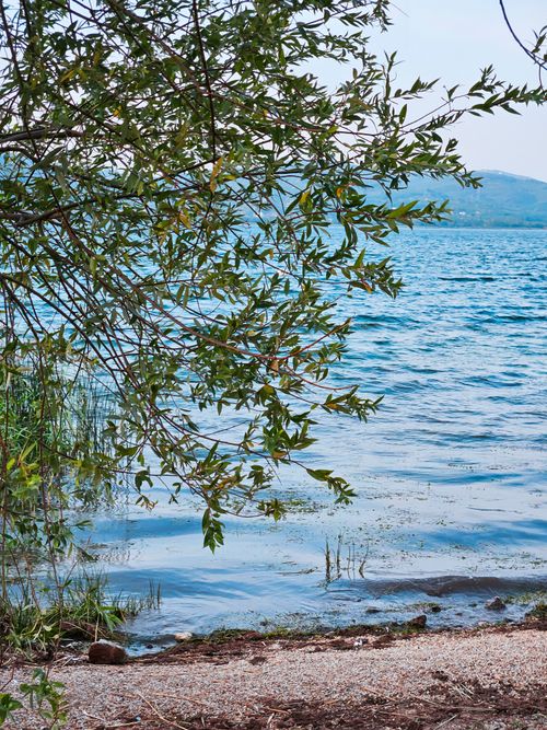 Free Tranquil lake shore scene with overhanging tree branches and clear water Stock Photo