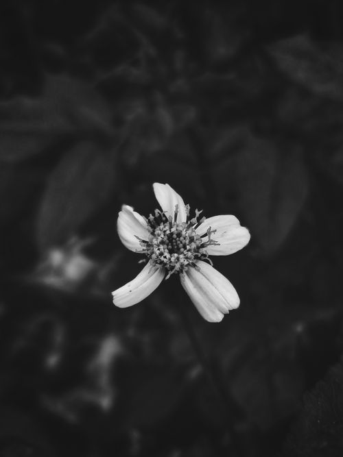 Free Artistic black and white photo of a delicate wildflower in Vietnam. Stock Photo