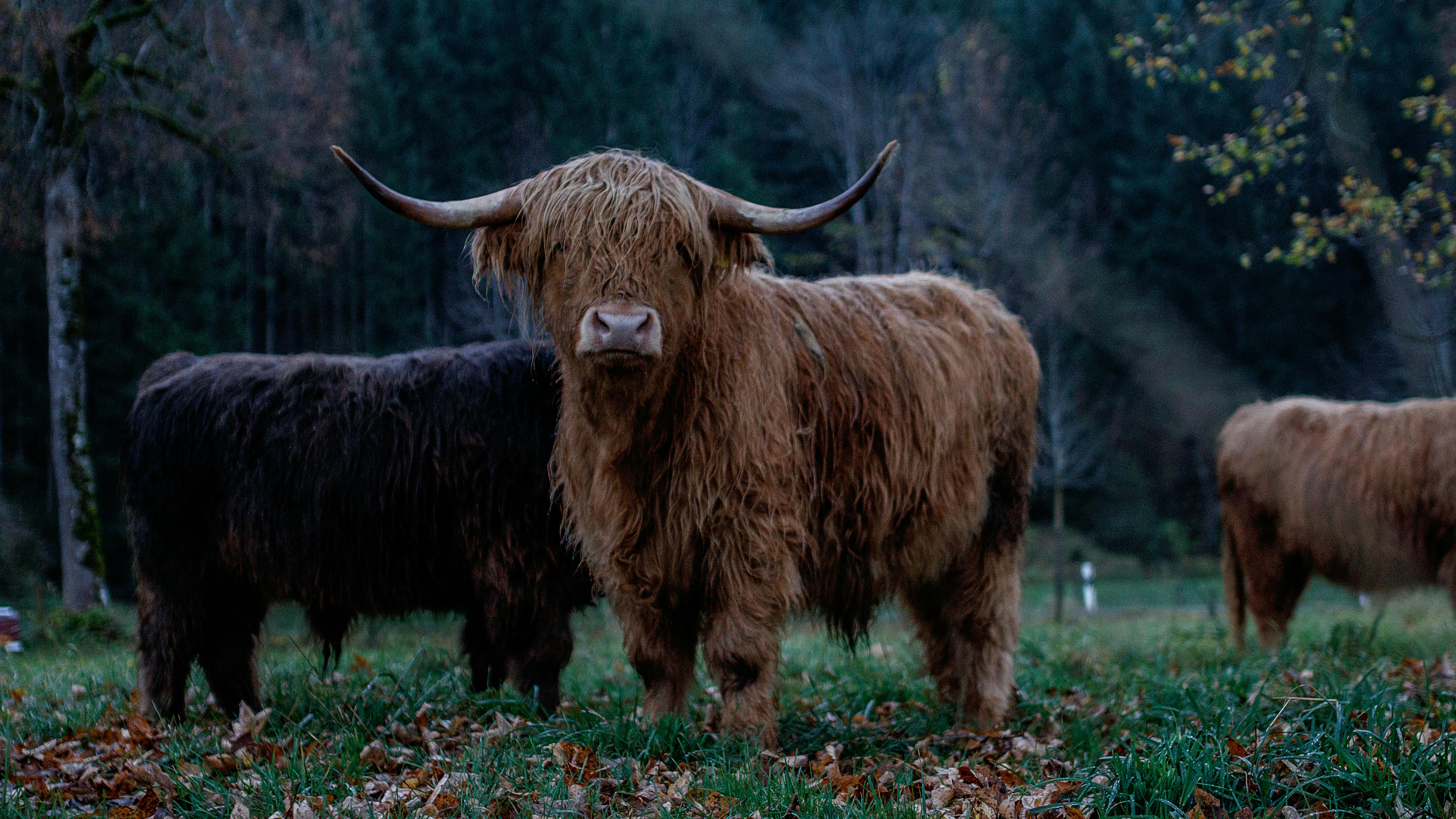 Gratuit Photos gratuites de à fourrure, agriculture, animal Photos