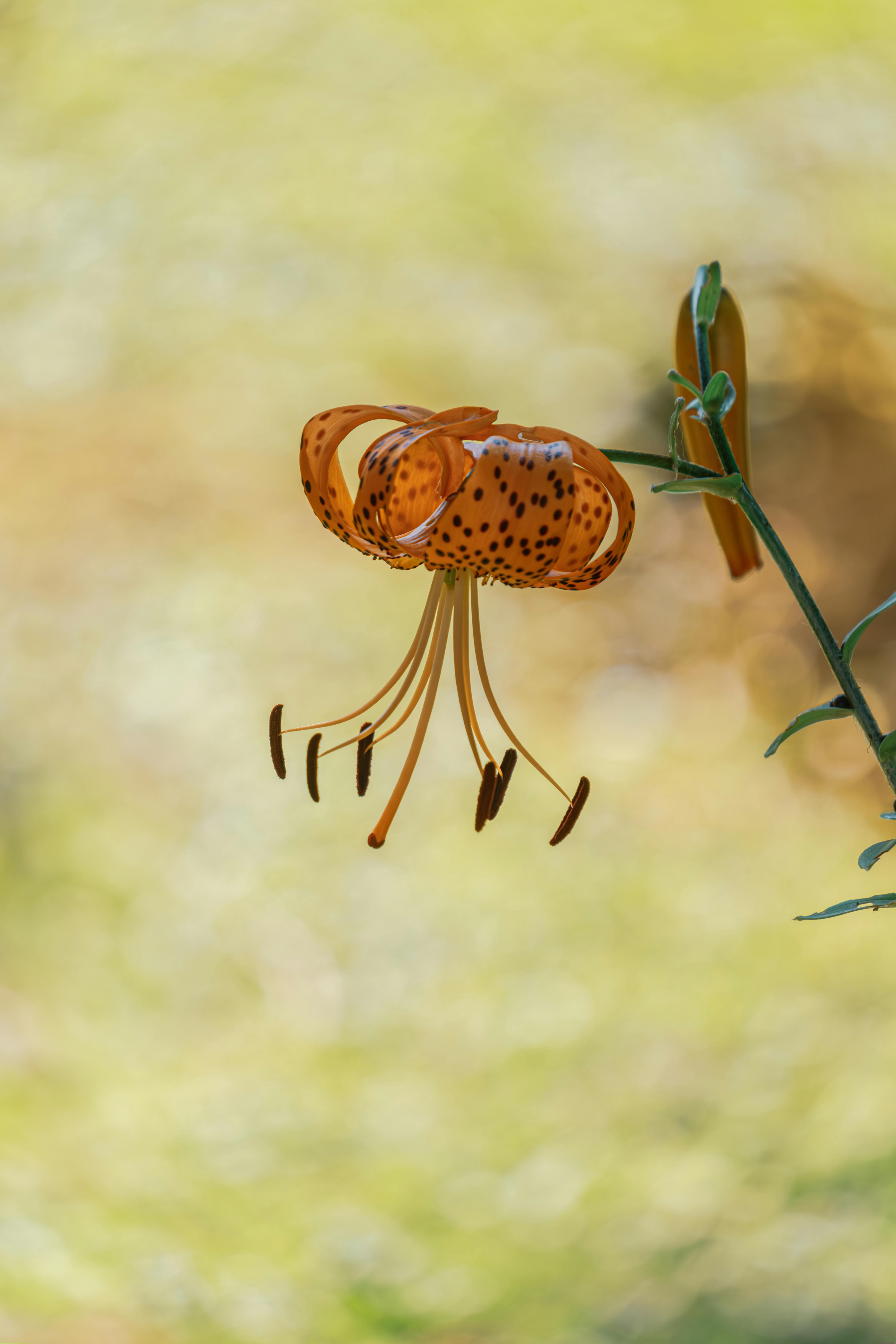 Beautiful close-up of an orange tiger lily flower in full bloom, highlighting its intricate patterns.