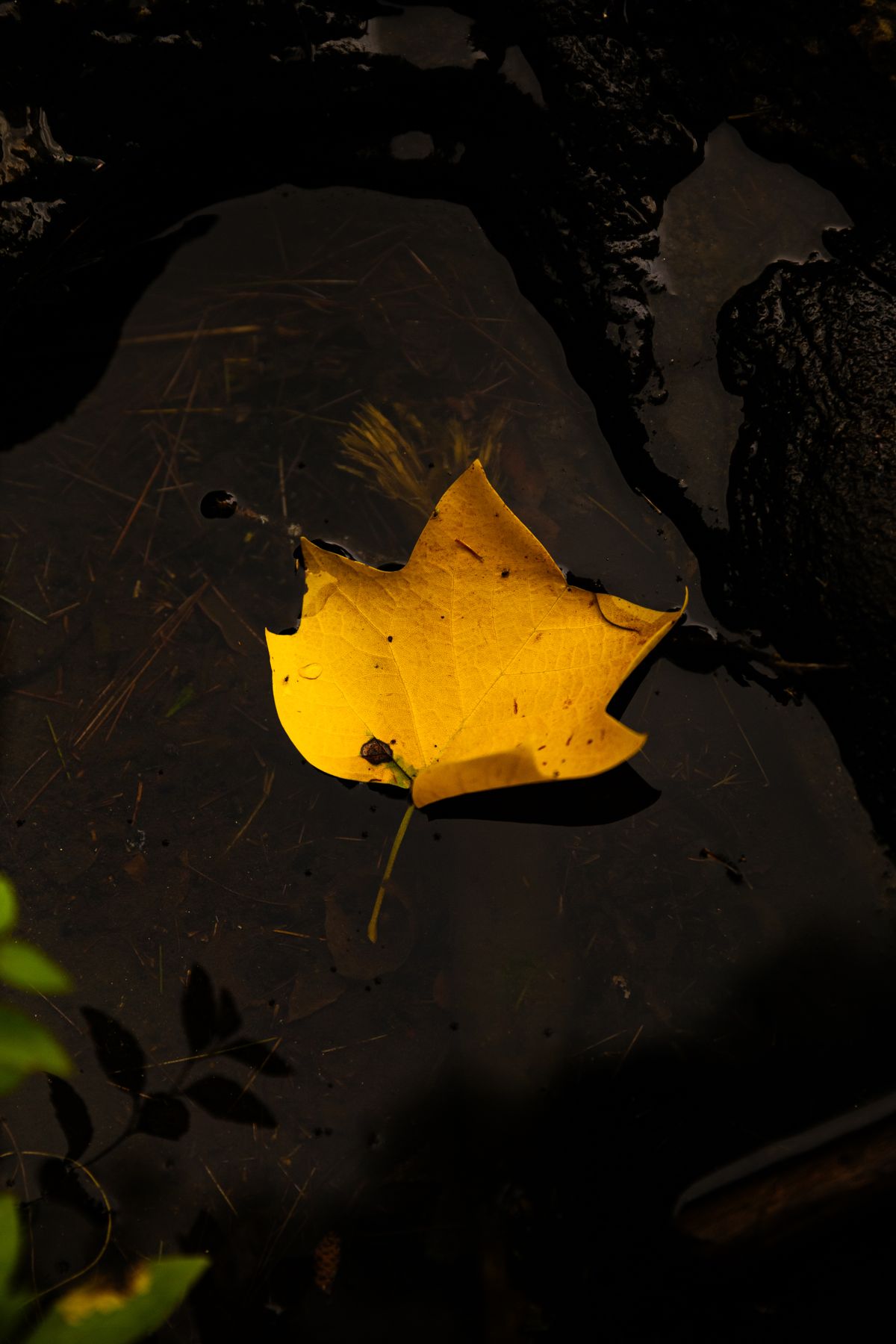 Yellow Leaf Floating on Water · Free Stock Photo