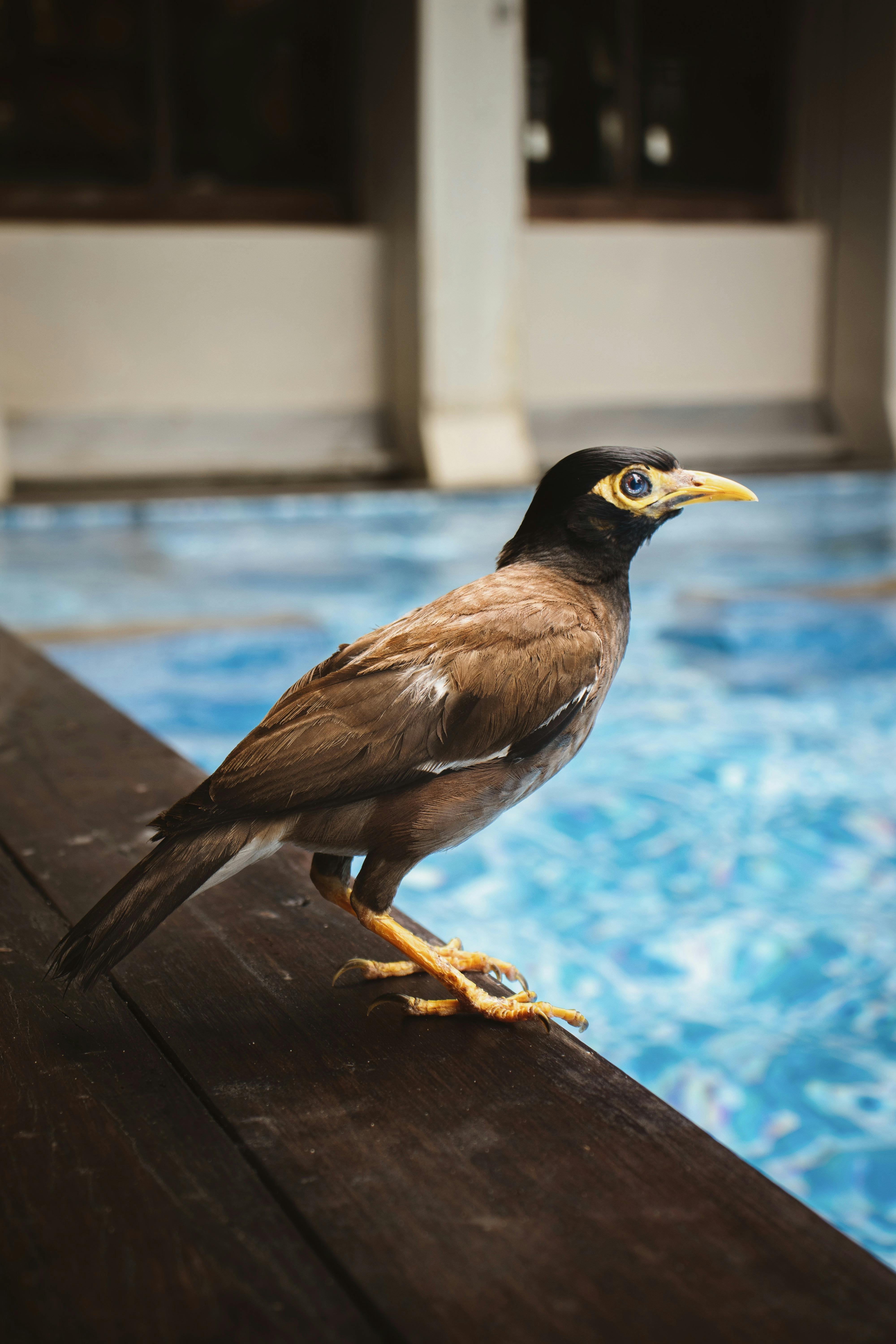 Close-up of a common myna bird perched by a swimming pool indoors.