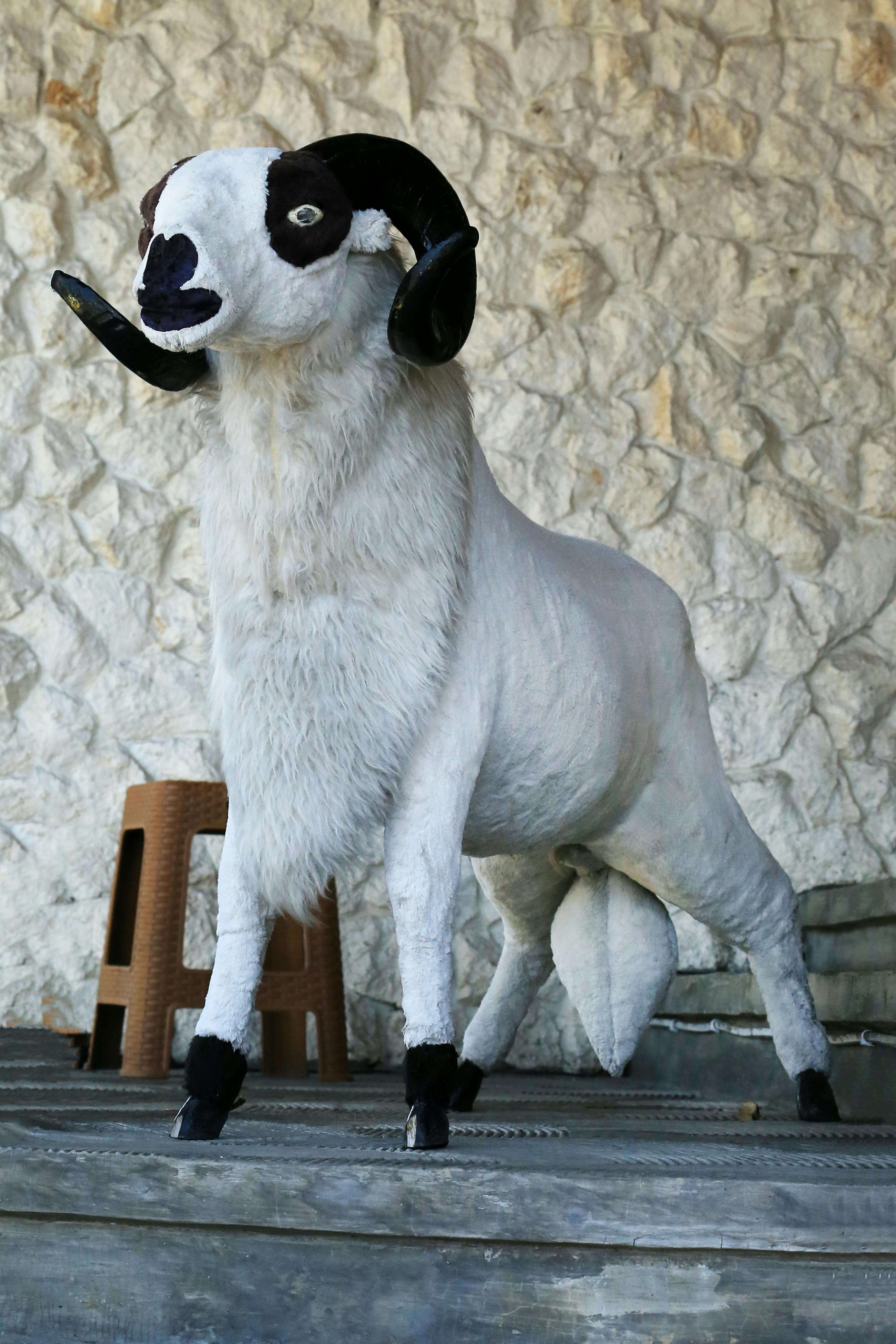 Gratuit Photos gratuites de #intérieur, agriculture, anatomie animale Photos