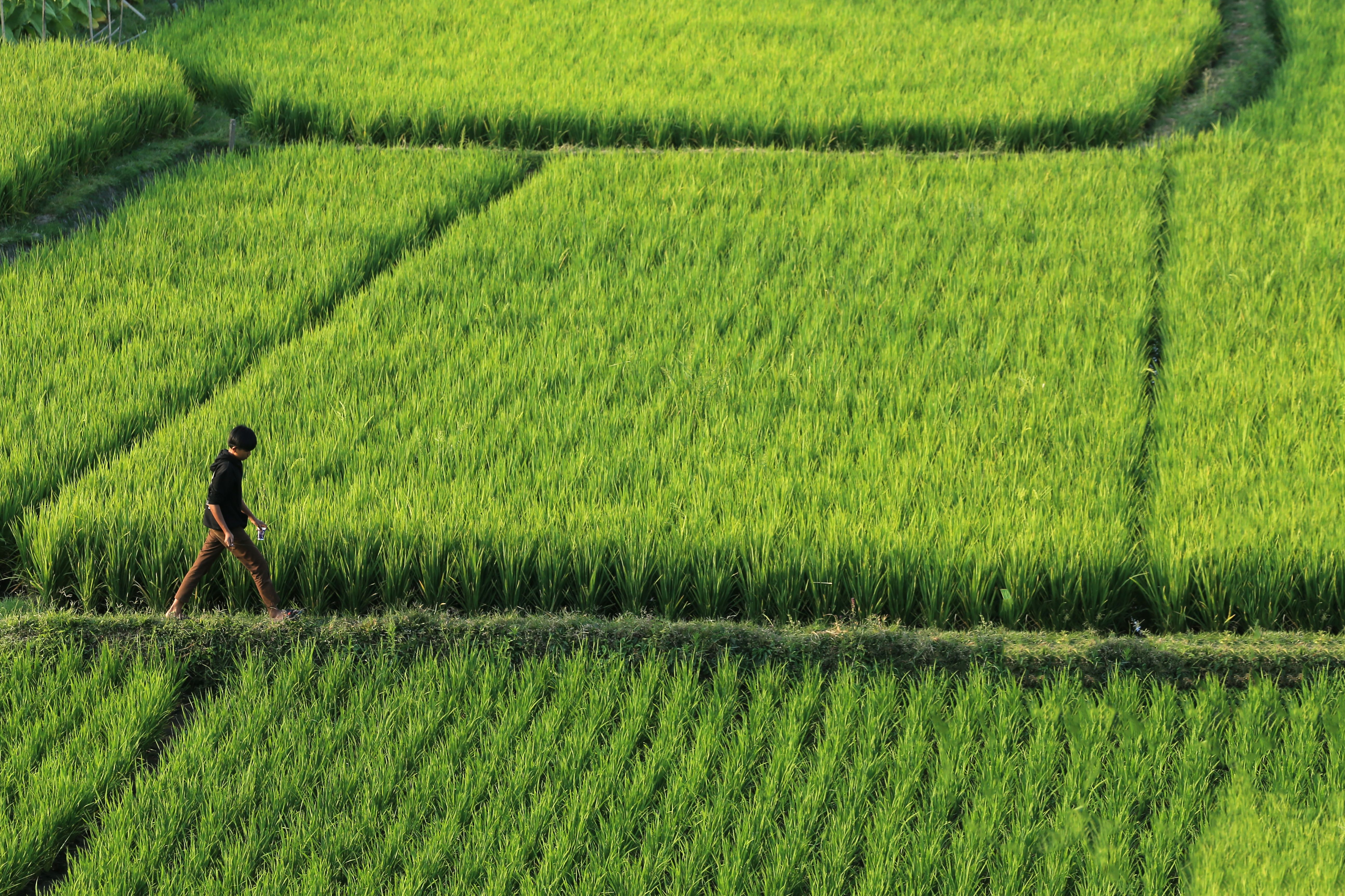 Boy Walking in a Green Rice Field · Free Stock Photo
