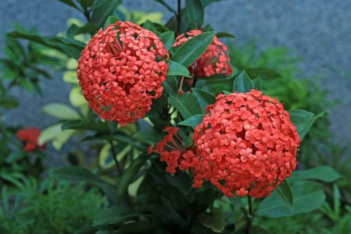 Free Close-up of red Ixora flowers in bloom, capturing vibrant hues and lush greenery. Stock Photo