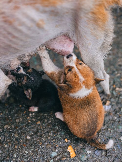 Gebe ve Emziren Köpeklerde Beslenme