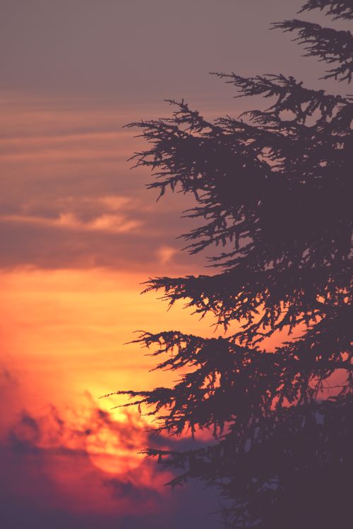 Free Stunning silhouette of a coniferous tree against a vibrant sunset sky. Stock Photo