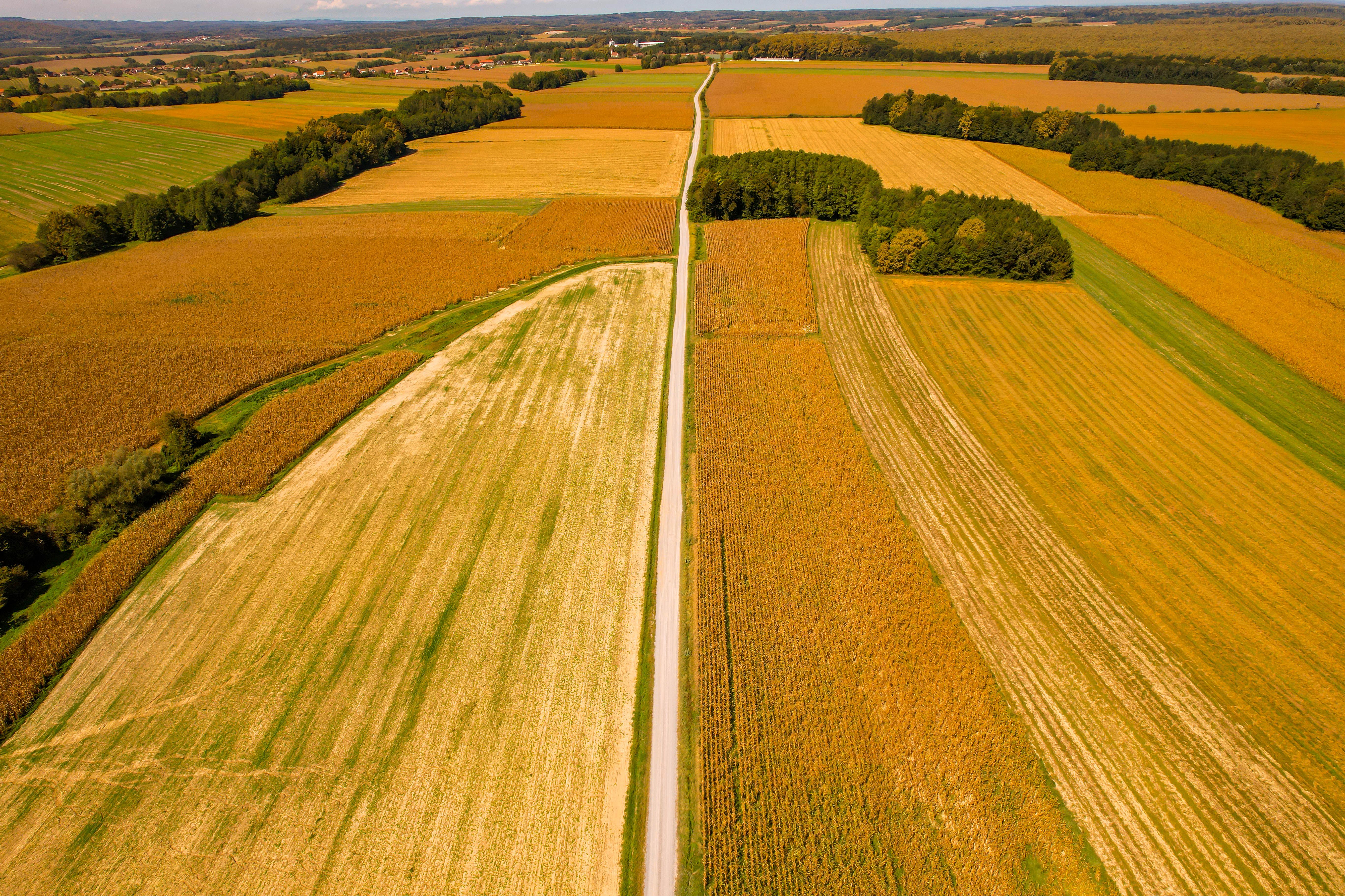 general survey example — Photo by Vladimir Srajber on Pexels