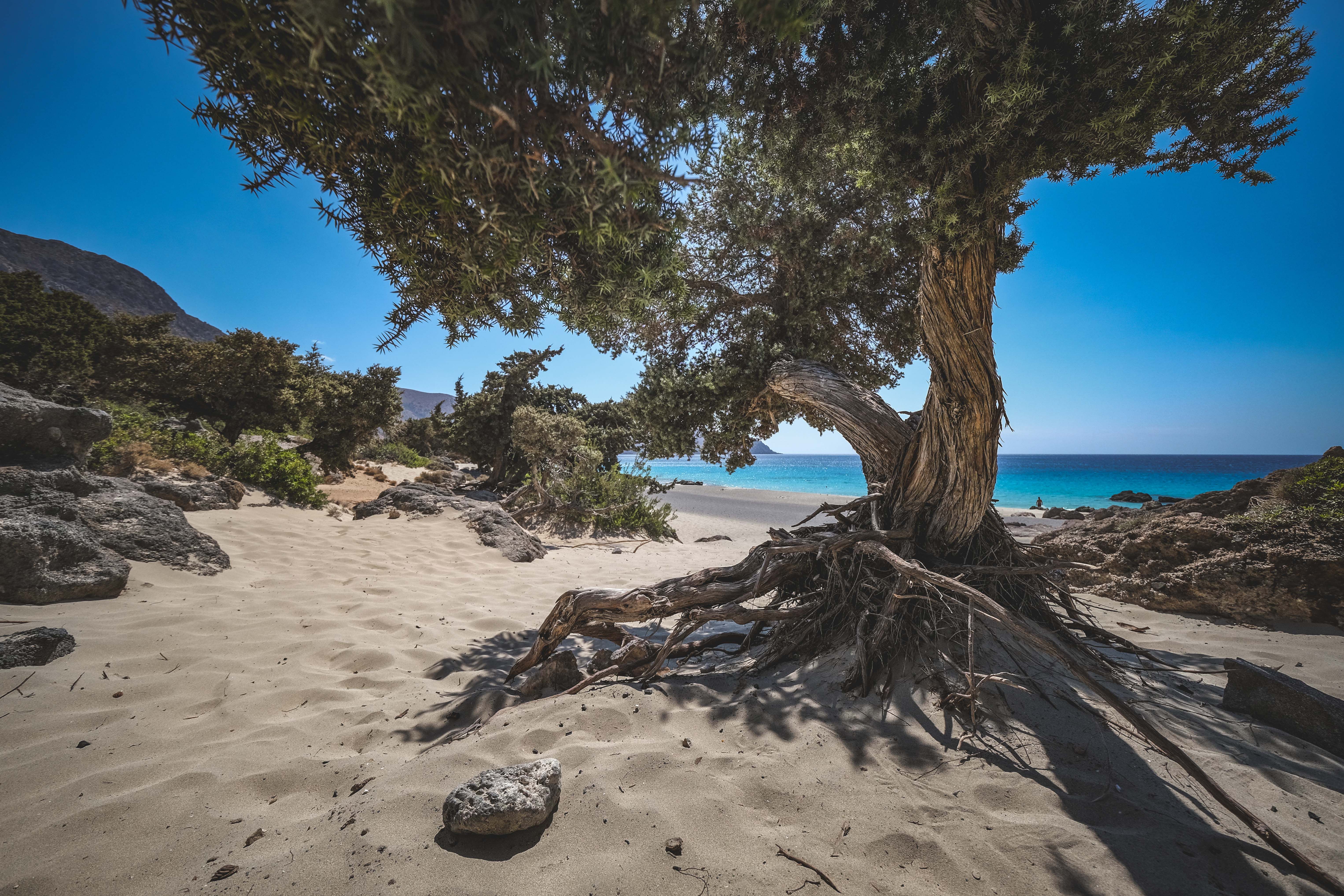 Large Tree on Beach · Free Stock Photo