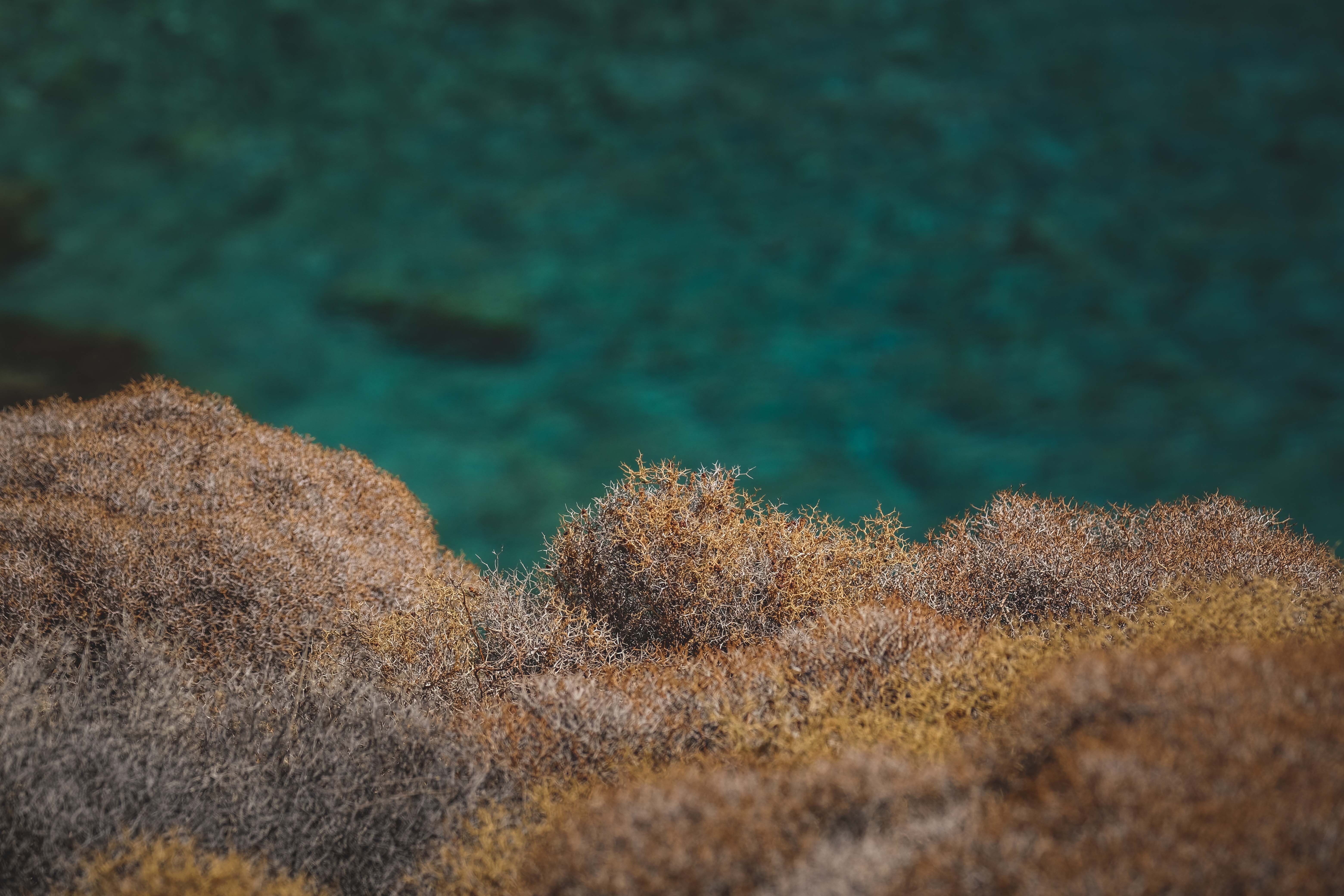 macroalgae refugium