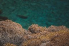 Pulau Noko Reef